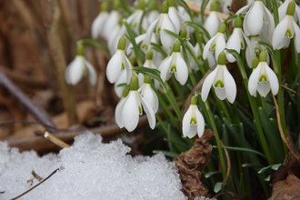 snowdrop-2136964