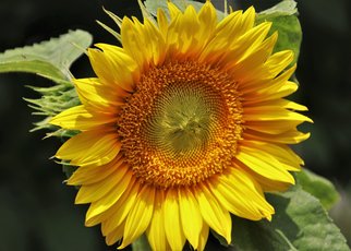 yellow-g68d2e3629_1920