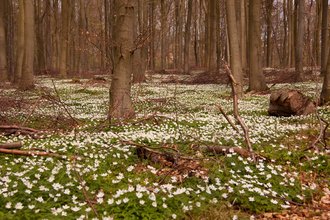 anemones-4961724