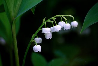 nature-3248514