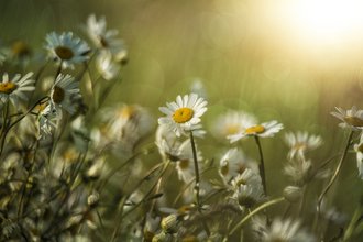 summer-gb12fdaaad_1920